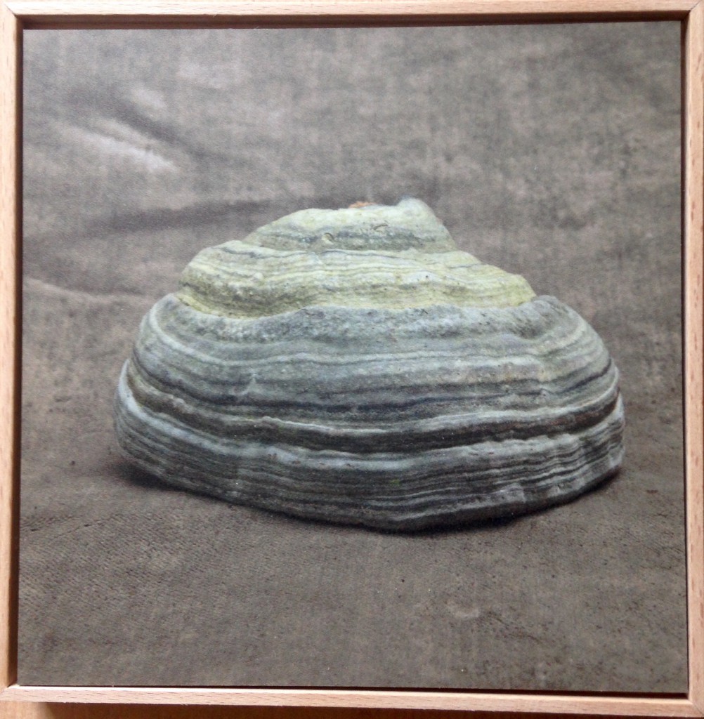 Lot 33 "Polypore" (Jean-Marc BIRY)
Tirage sur aludibon 15x15cm encadré